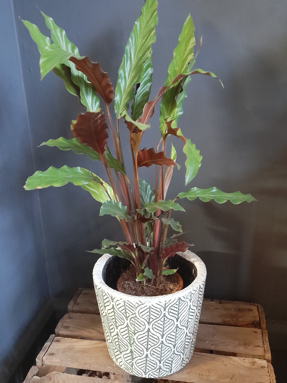 Potted Houseplant